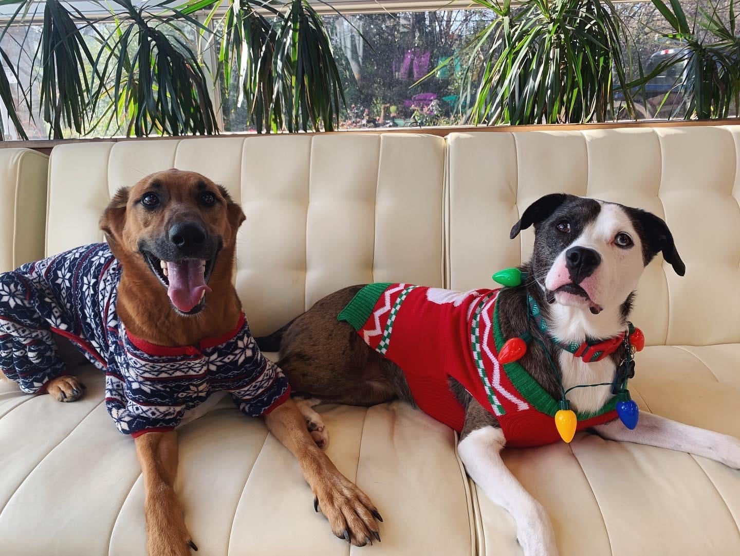 dogs in christmas sweaters