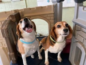 dogs playing dogs playing