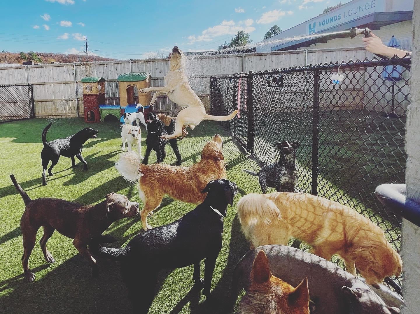 dogs playing with water