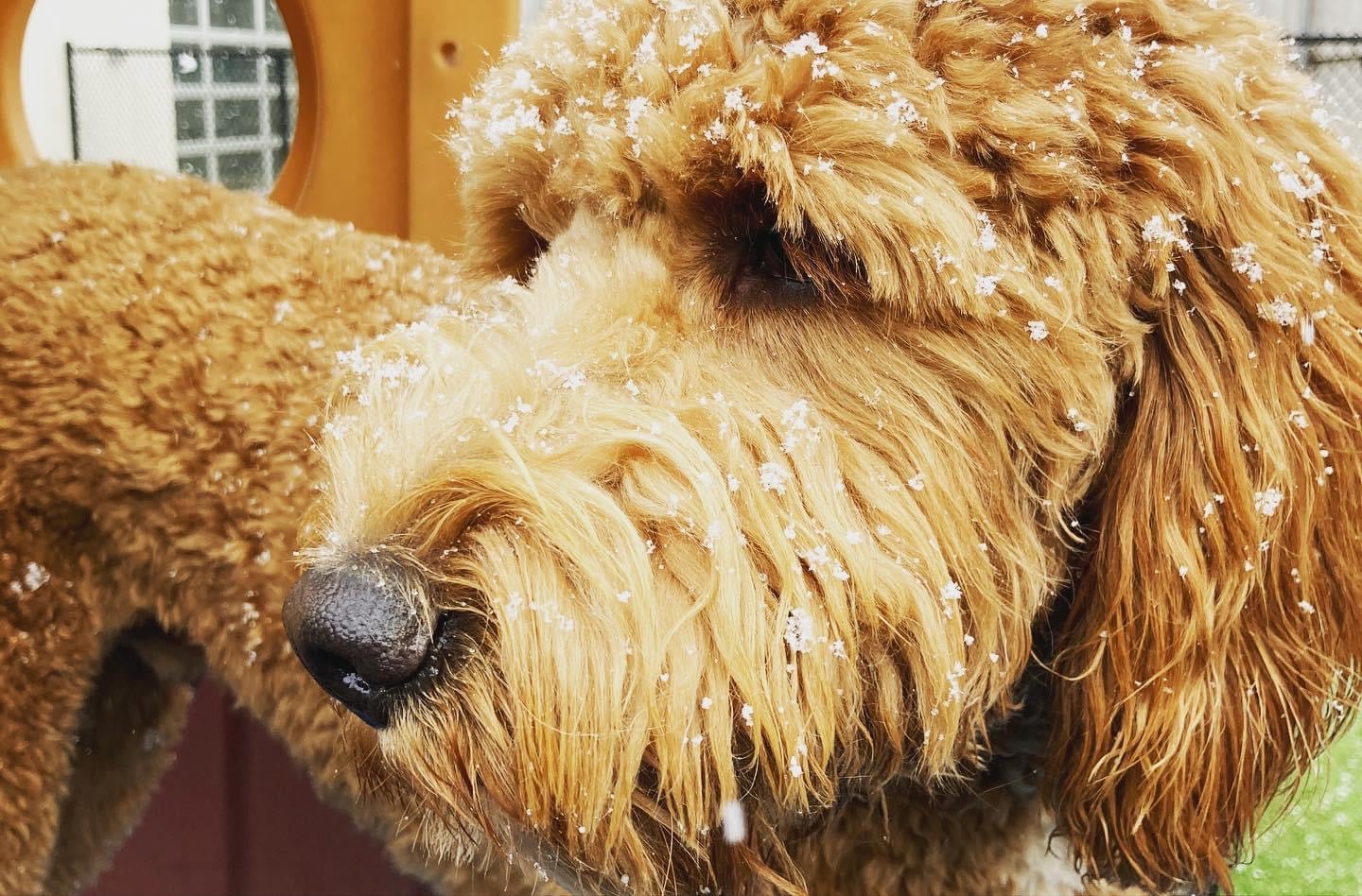 doodle playing in snow