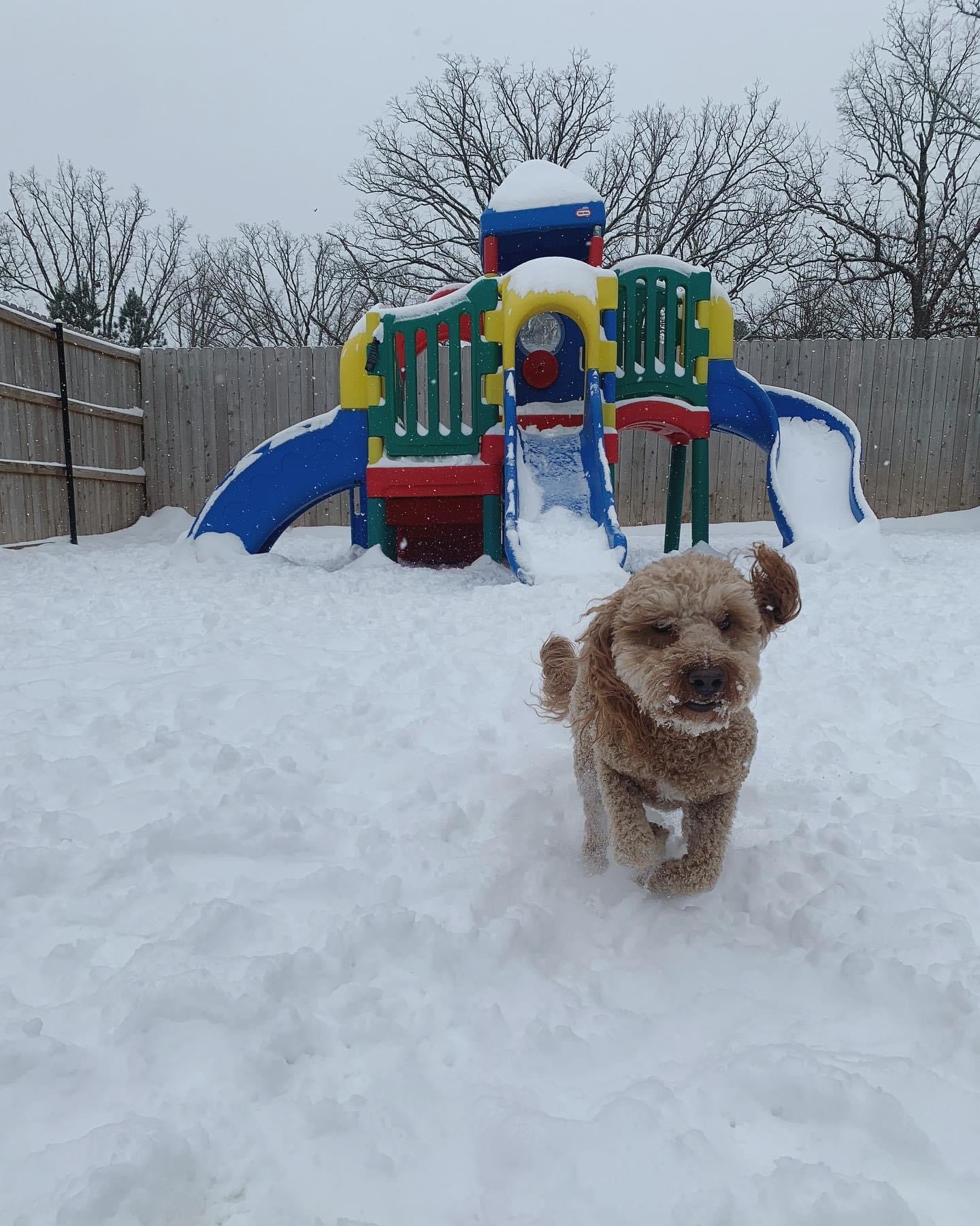 doodle running through snow