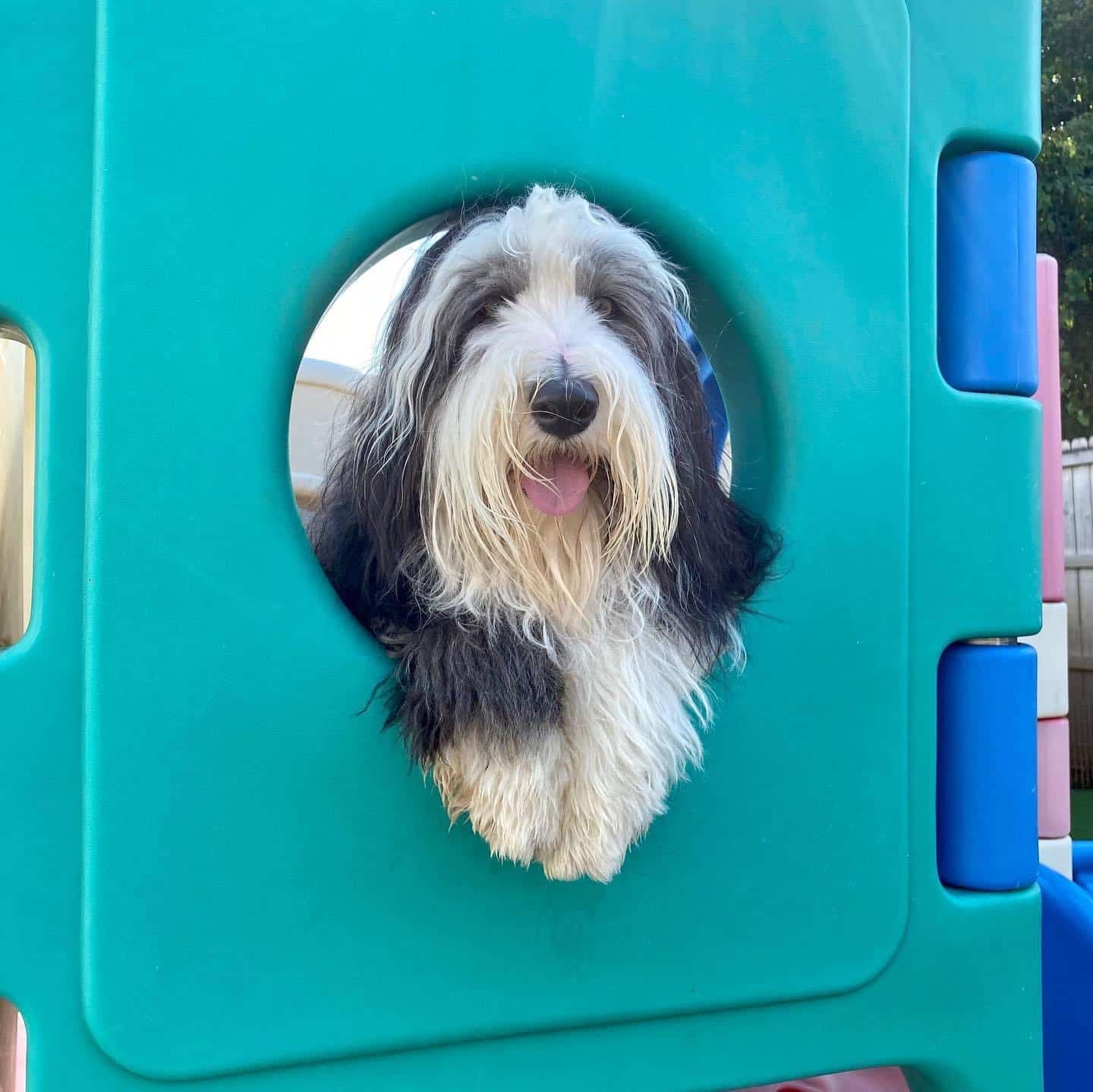 fluffy dog at doggy daycare