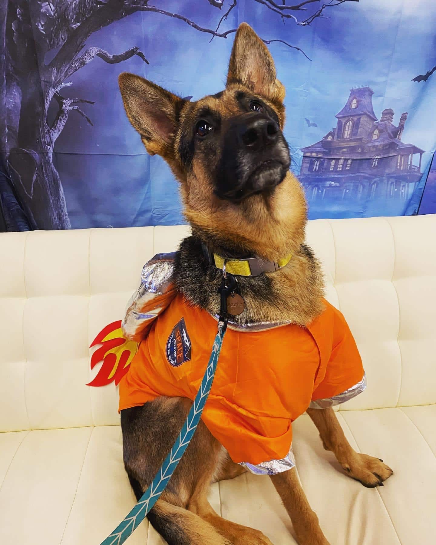 german shephard dressed in Halloween costume