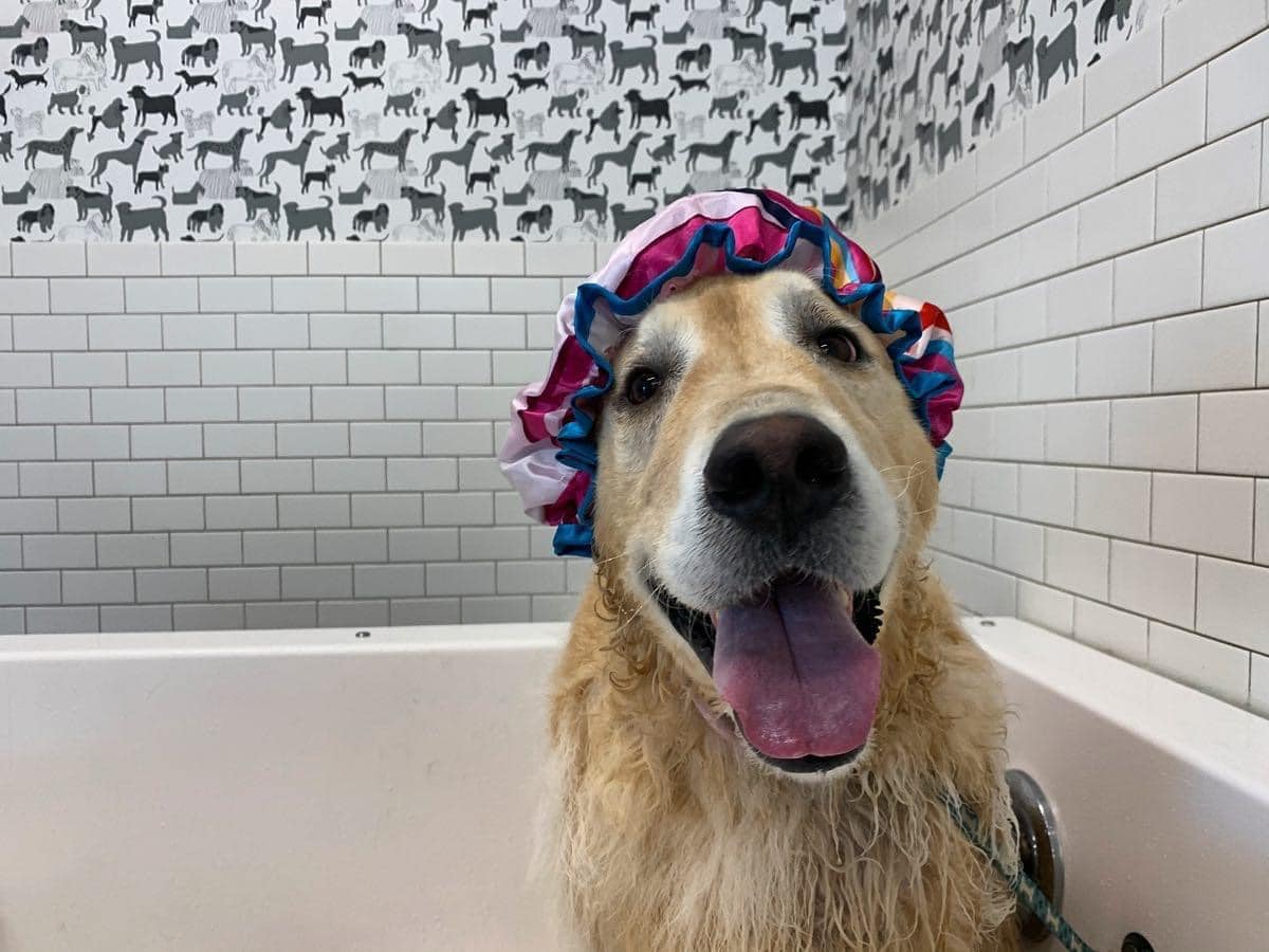 golden retriever getting a bath