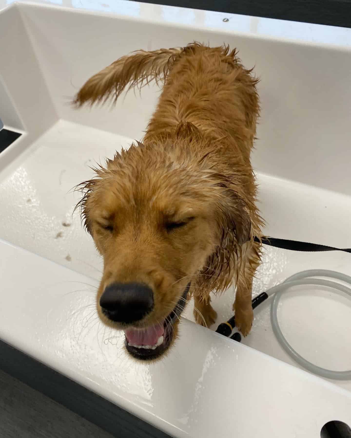 happy dog getting a bath