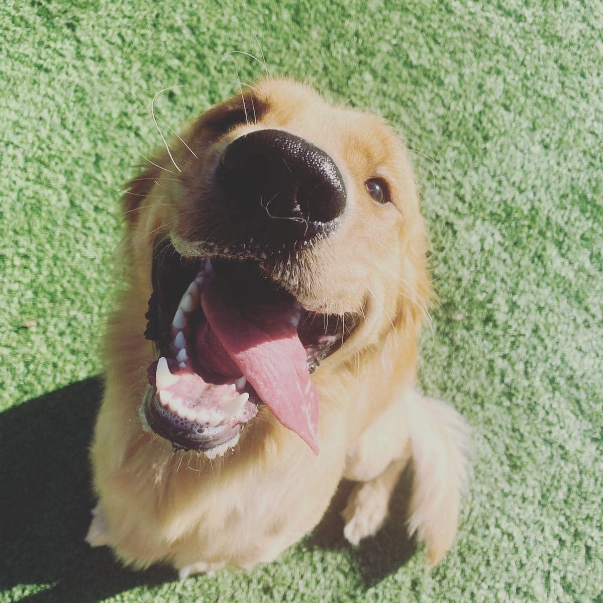 happy golden retriever