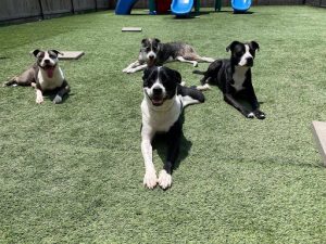 lounging dogs lounging dogs