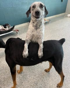 piggyback dogs piggyback dogs