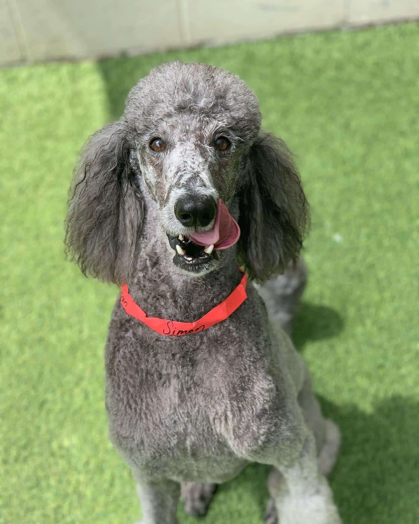 poodle at doggy daycare