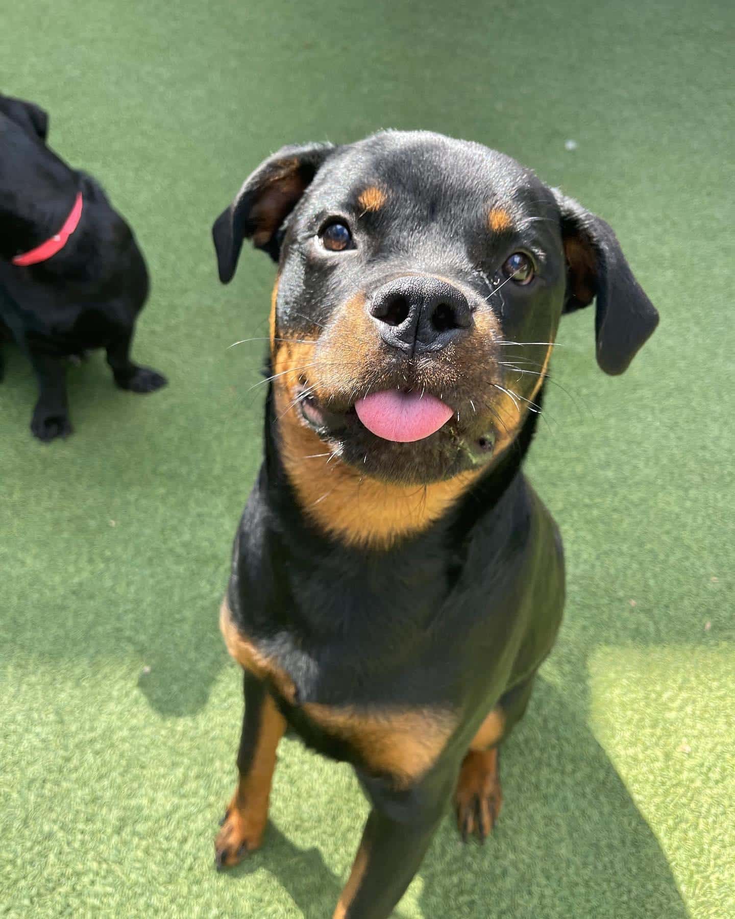 puppy sticking his tongue out