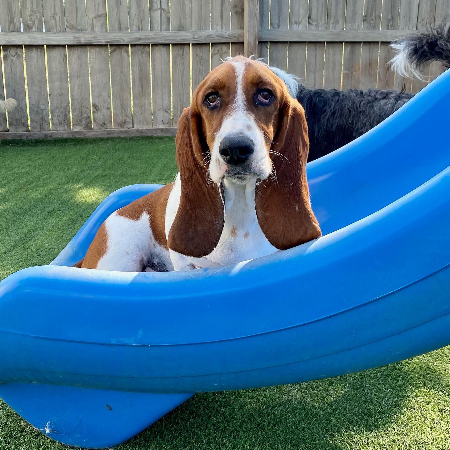 Luxury Pet Resort with Fun Slides