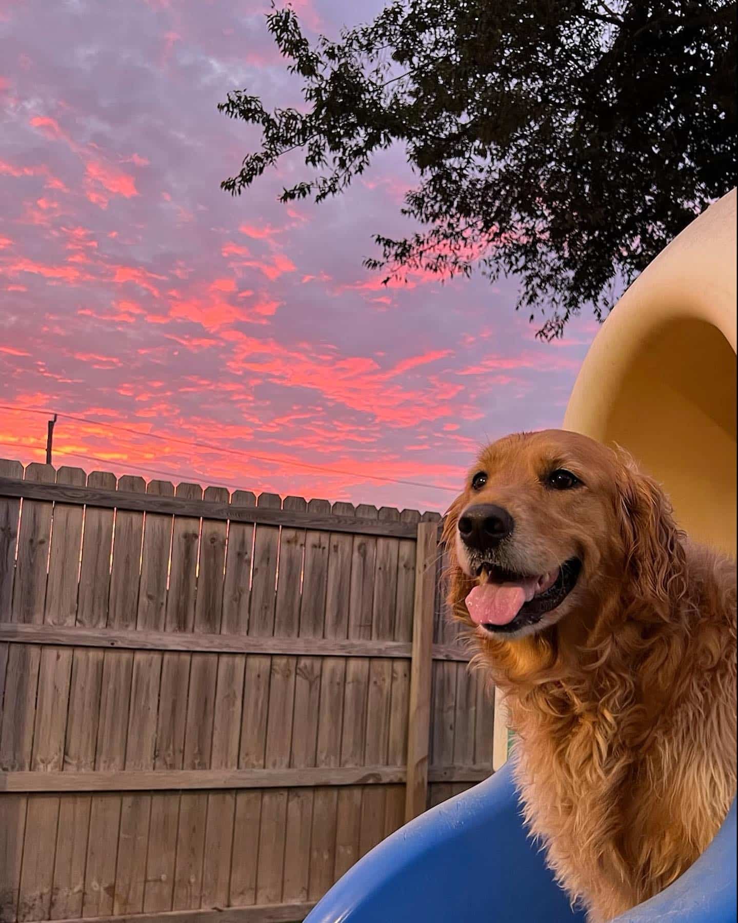 Sunset doggo at doggie daycare