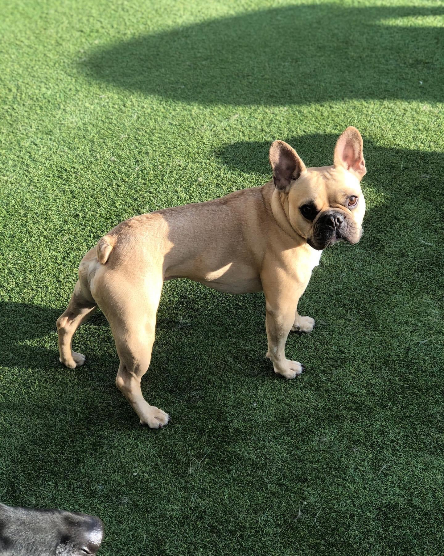 small dog outside sunbathing