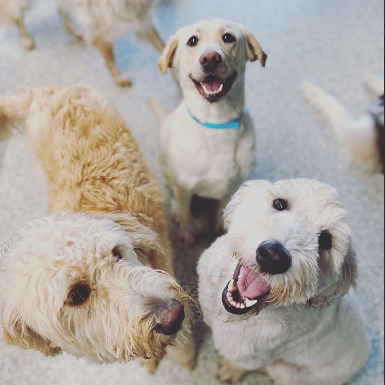 smiling dogs