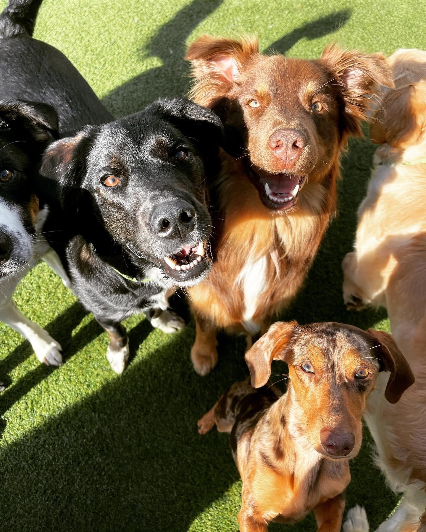 sunshine and happy dogs
