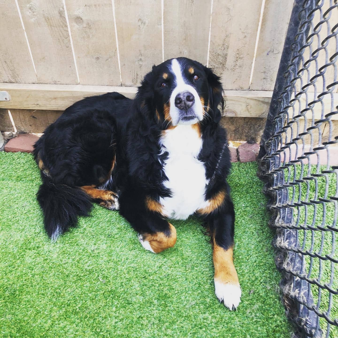sweet dog laying in grass