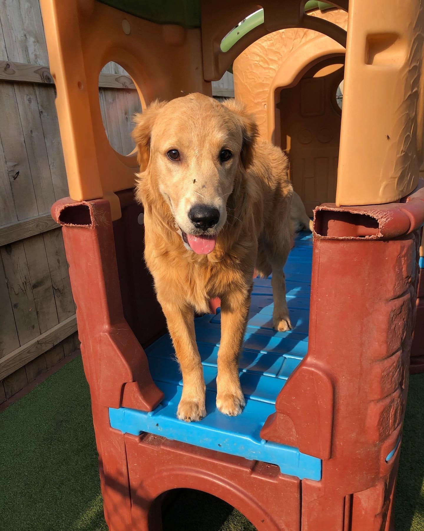 Doggy Daycare on the Phone