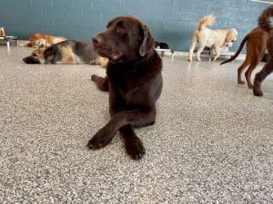 unnamed Dog relaxing