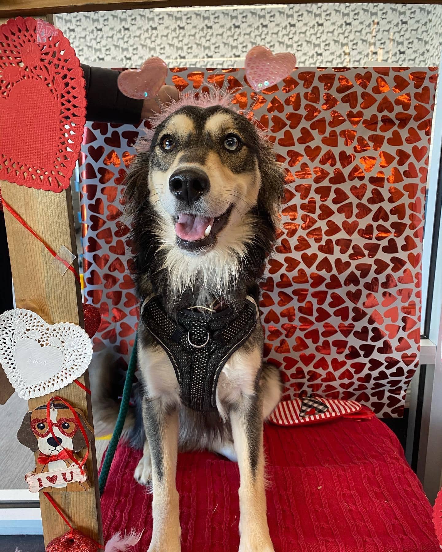 valentines booth for dogs