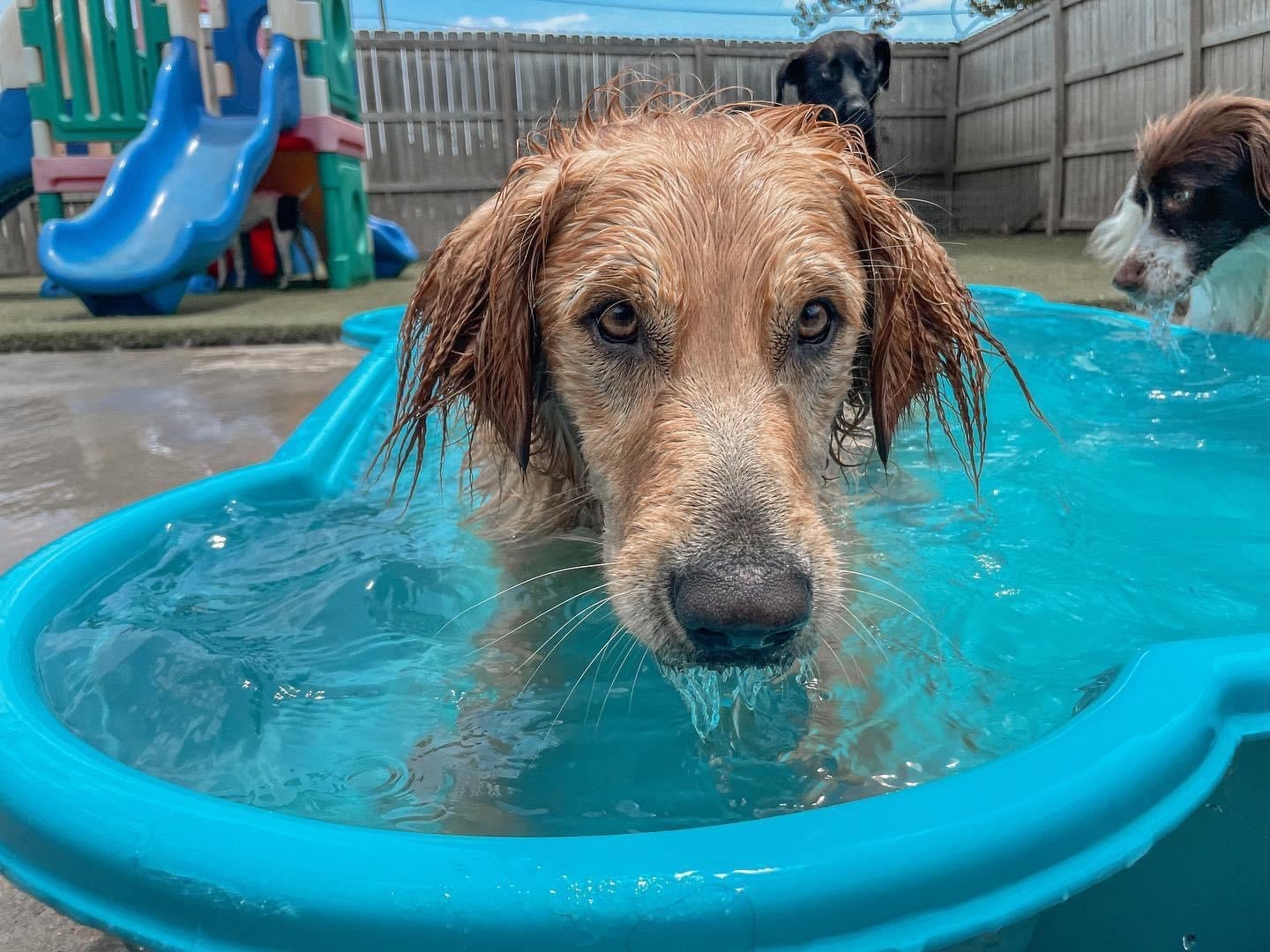 wet dog in doggy pool