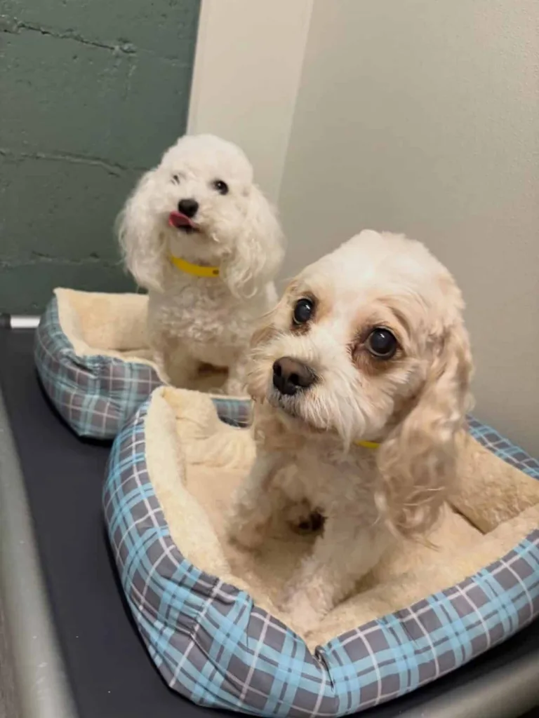 Two dogs sitting on beds