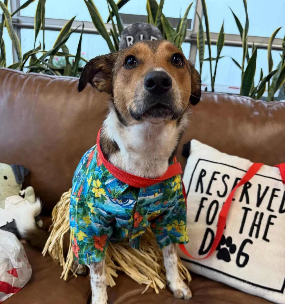 Dog wearing hawaiian outfit