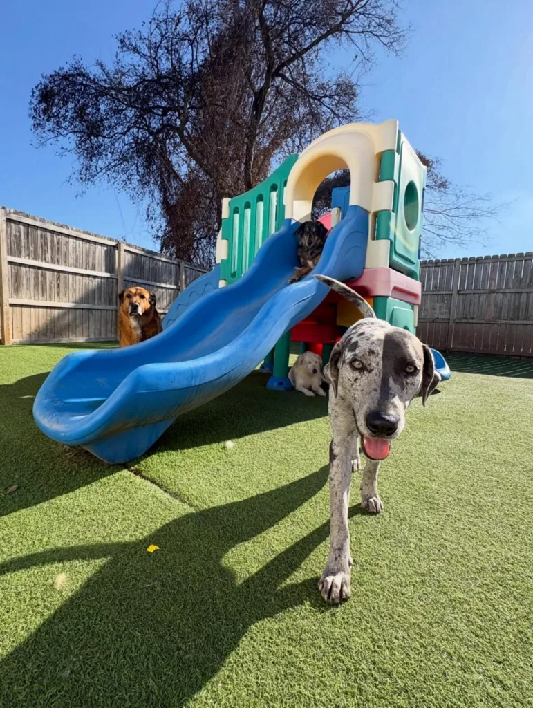 Dogs in play yard