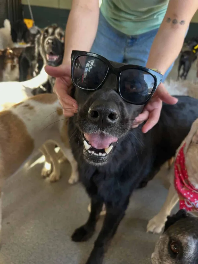 Dog wearing sunglasses