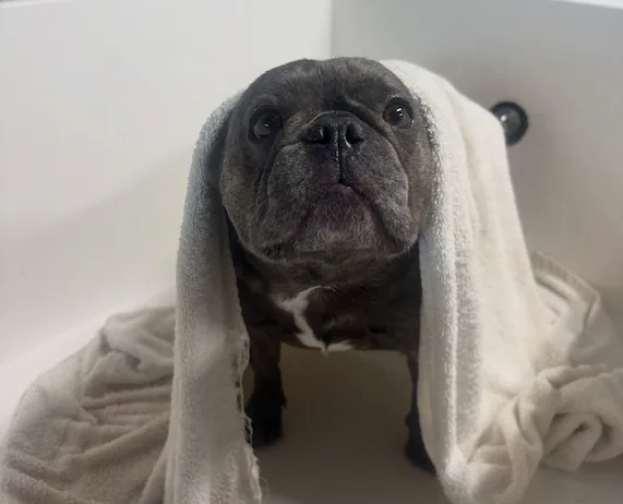 Bath time at Hounds Lounge – 1