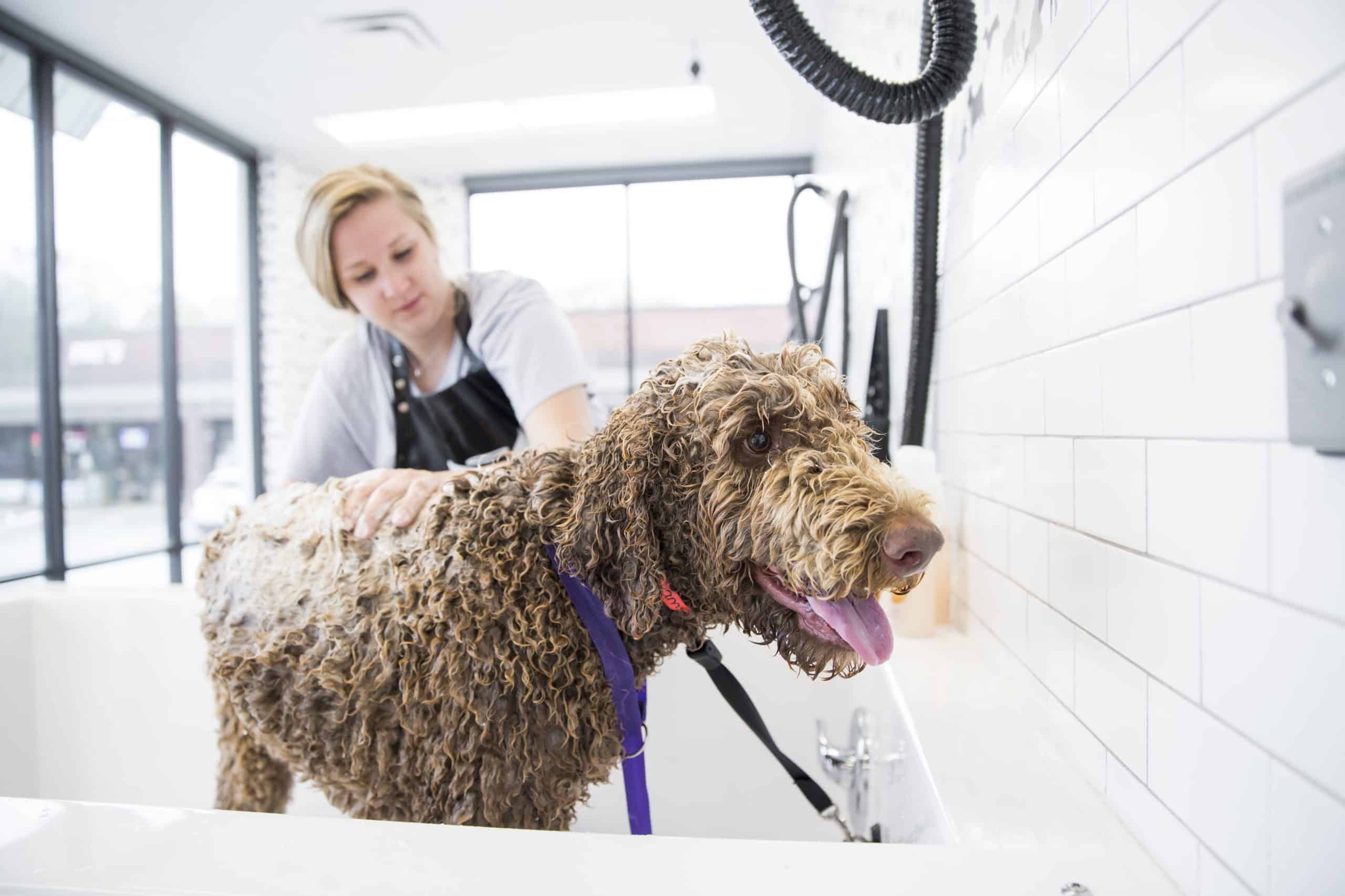 Dog Grooming Packages & Services in Arkansas Hounds Lounge