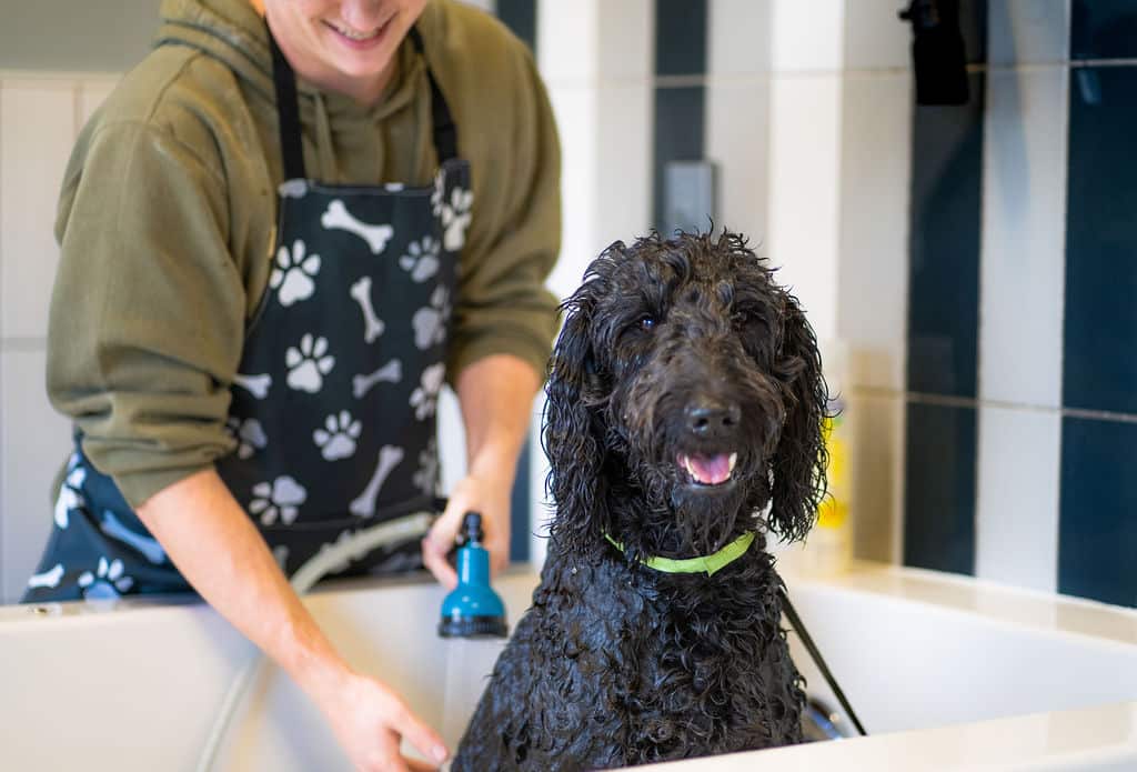 SelfServe Dog Wash DIY Dog Spa Hounds Lounge